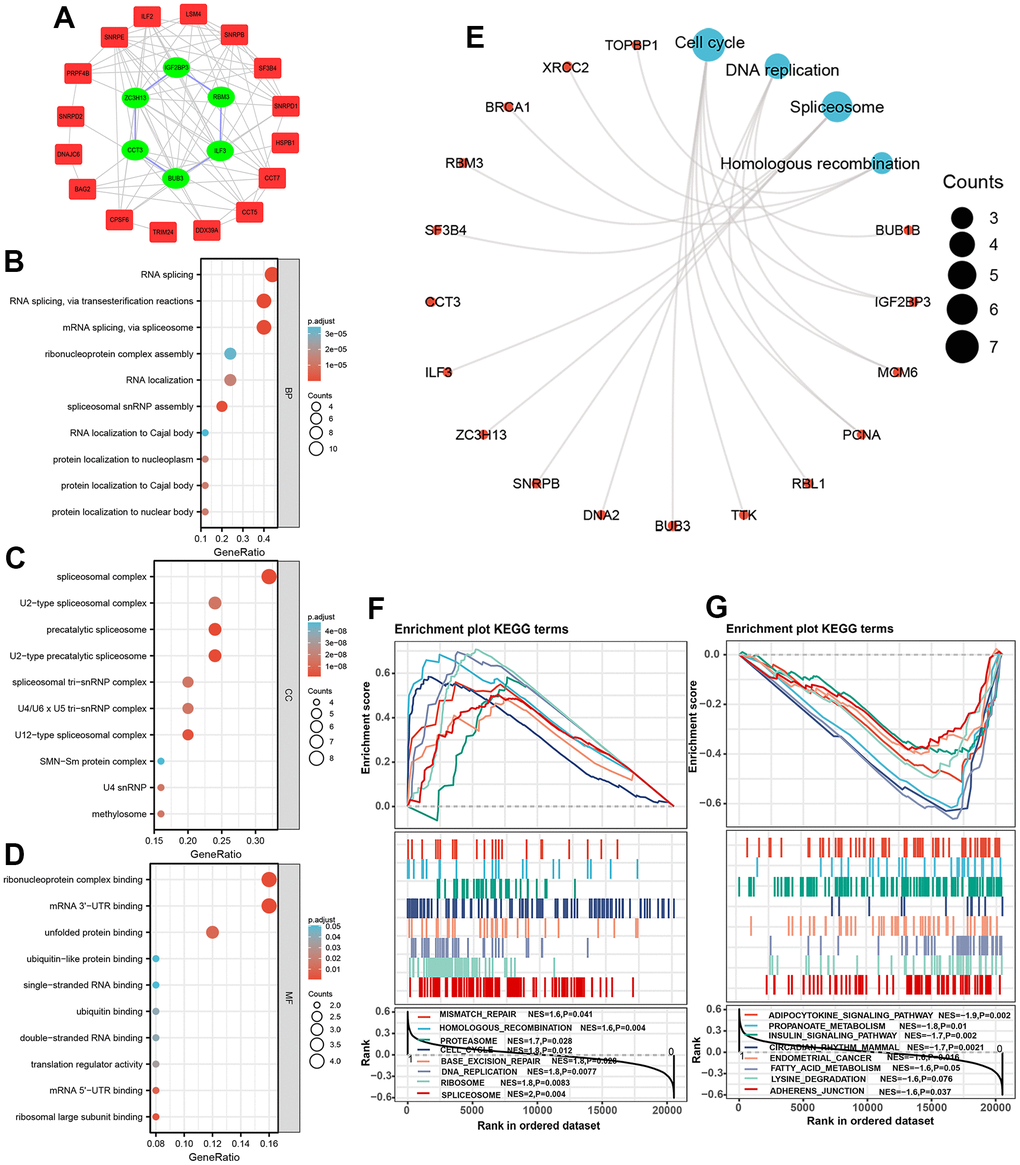 Protein-protein interaction network and functional enrichment analysis of spliceosome-related genes. (A) The protein-protein interaction network between 25 spliceosome-related genes. (B–E) The 25 spliceosome-related genes were mainly enriched in the biological process (B), cellular component (C), molecular function (D), and KEGG pathway (E). (F, G) GSEA identified the signaling pathways in which genes expressed in the high-risk (F) and low-risk score patients (G) enriched.