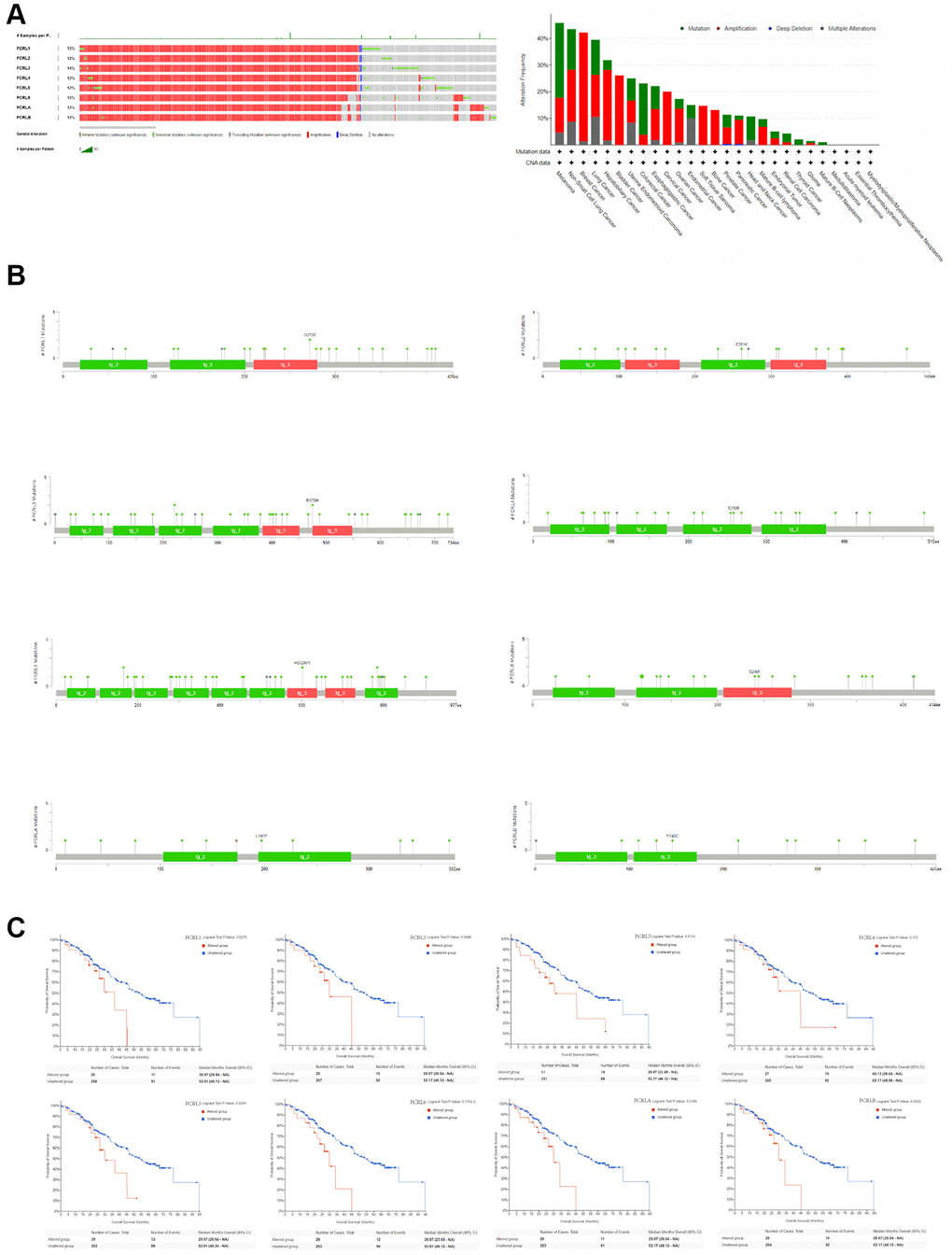 Genetic alteration of FCRL family gene. (A) Bar chart of FCRL family gene mutation in pan-cancer based on ICGC/TCGA database, and the alteration frequency with different types of FCRL family gene mutations in pan-cancer. (B) Mutation diagram of FCRL family gene across protein domains. (C) Survival analysis of OS based on altered and unaltered FCRL family gene.
