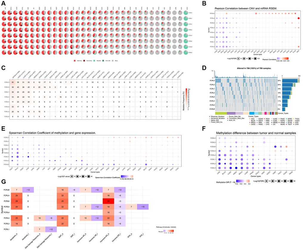 CNV, SNV and Methylation of FCRL family genes in pan-cancer. (A) CNV profiles of 33 cancer types’ FCRL family gene expression. Homo Amp stands for homozygous amplification, while Hete Amp and Hete Del stand for heterozygous amplification and deletion, respectively. (B) Correlation between CNV and the mRNA expression of genes from the FCRL family in 26 different cancer types. The darker the colour, the higher the correlation. Blue bubbles reflect a negative correlation, whereas red bubbles show a positive correlation. Each bubble's size indicates statistical significance. (C) SNV percentage profile of 32 cancer types’ associated FCRL family genes. (D) SNV frequency of genes from the FCRL family in all cancers. Patients are represented by the grey vertical bars in the graph. The number of variations per sample or in each gene is shown in the diagrams in the top and side columns. (E) Correlation between the expression levels of the genes in the FCRL family and their methylation status. Positive correlation is represented by red, while negative correlation is represented by blue. (F) Various FCRL family gene methylation patterns in 14 malignancies and healthy tissues. The darker the dots, the larger the changes in methylation up- and down-regulation in tumours are represented by blue and red dots. Statistics are indicated by the size of the dots. (G) Overall FCRL family gene pathway activity in 33 different cancer types. I stands for Inhibit, and A is for Activate.