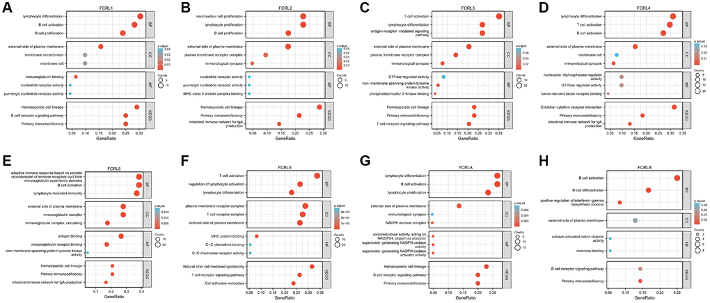 GO and KEGG functional enrichment of FCRL family genes. GO and KEGG functional enrichment of (A) FCRL1, (B) FCRL2, (C) FCRL3, (D) FCRL4, (E) FCRL5, (F) FCRL6, (G) FCRLA, (H) FCRLB. Abbreviations: BP: biological process; MF: molecular function; CC: cellular component.