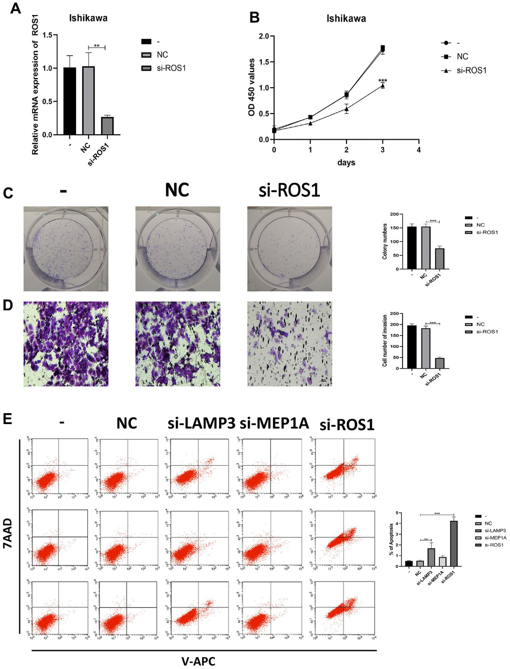 IRGs regulates the biological behavior of Ishikawa cell lines. (A) PCR was used to verify knockdown efficiency of ROS1. (B, C) CCK-8 and colony formation assays were used to evaluate the proliferation effect of ROS1. (D) Effect of ROS1 on invasion assessed using the Transwell assay. (E) Cell apoptosis assay was used to determine the effect of LAMP3, MEP1A and ROS1.