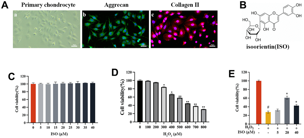The effect of ISO or H2O2 on chondrocytes. (A) Identification of primary chondrocytes in SD rats. (A-a) shows the morphology of chondrocytes under light microscopy. (A-b) cellular immunofluorescence detection of ACAN expression. (A-c) cellular immunofluorescence detection of Col2α1 expression. (B) The chemical structure of isoorientin (ISO). (C) Toxicity test of ISO on cell viabilities of chondrocytes. (D) Effect of different concentrations of H2O2 on the viability of chondrocytes. (E) Effects of ISO on H2O2-induced injury chondrocytes viability. Results shown are expressed as means ± SD (n = 6). #p 