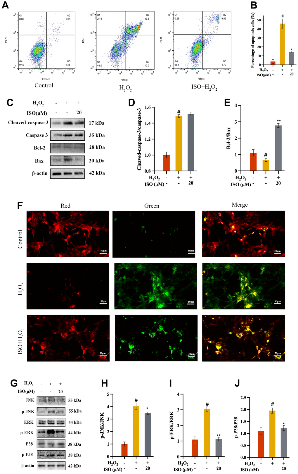 Effect of ISO on apoptosis. (A, B) Effects of ISO pretreatment on the apoptosis by flow cytometry analysis. (C–E) Effects of ISO pretreatment on the apoptosis pathway by western blotting analysis. (F) Effect of ISO pretreatment on the MMP in H2O2-induced chondrocytes. Red represents high MMP, green represents low MMP. (G–J) Effects of ISO pretreatment on the MAPK pathway by western blotting analysis. Results shown expressed as means ± SD (n = 3). #p 2O2 concentration is 500 μM.