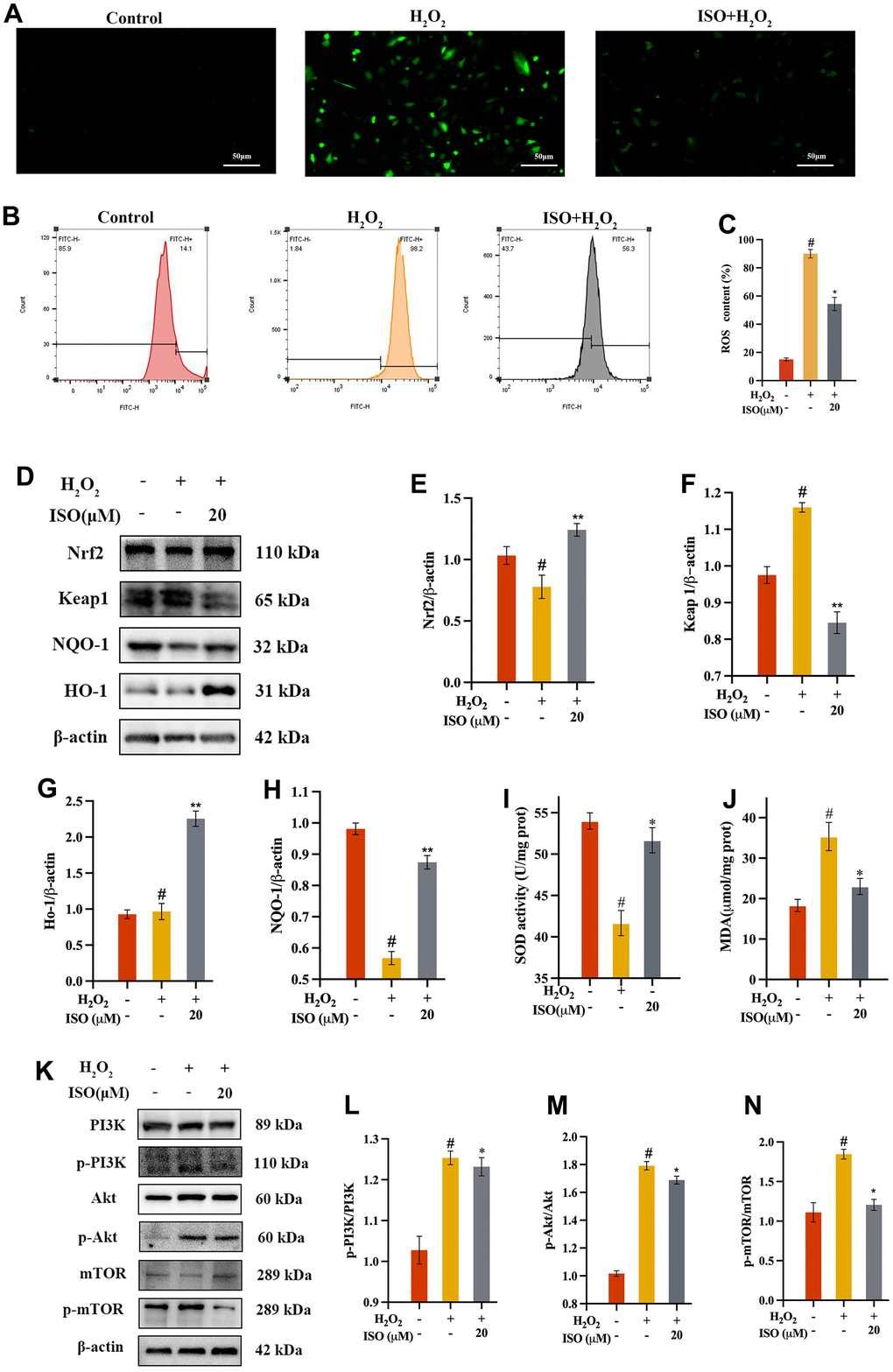 Effect of ISO on oxidative stress. (A) Fluorescence imaging analysis and (B) flow cytometry analysis on the ROS production of ISO treatment; (C) Bar graph summarizes the data on ROS production. (D–H) Effects of ISO pretreatment on the Nrf2/keap1 pathway by western blotting analysis. (I, J) Effect of ISO on the level of SOD and the activity of MDA of H2O2-induced injury Chondrocytes viability. (K–N) Effects of ISO pretreatment on the PI3K/Akt pathway by western blotting analysis. Results shown are expressed as means ± SD (n = 3). #p 2O2 concentration is 500 μM.