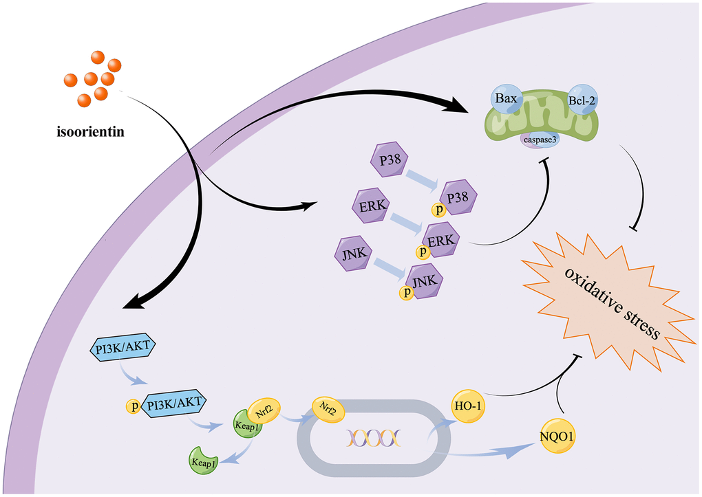 Diagram show the mechanism of ISO mitigates apoptosis and oxidative damage to Chondrocytes caused by H2O2.