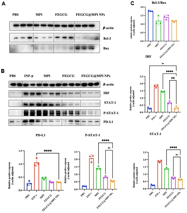 Effect of FEGCG@MPI NPs on apoptosis and PD-L1 pathways. (A) Both MPI and FEGCG could reduce the ratio of Bcl-2/Bax, and the combined effect was better than MPI and FEGCG alone. (B) The results showed that the protein contents of IRF, STATT-1, P-STAT-1 and PD-L1 in FEGCG@MPI NPs group were significantly decreased. (C) The experiment was performed for three times. Data are presented as the mean ± standard deviation. *P **P 