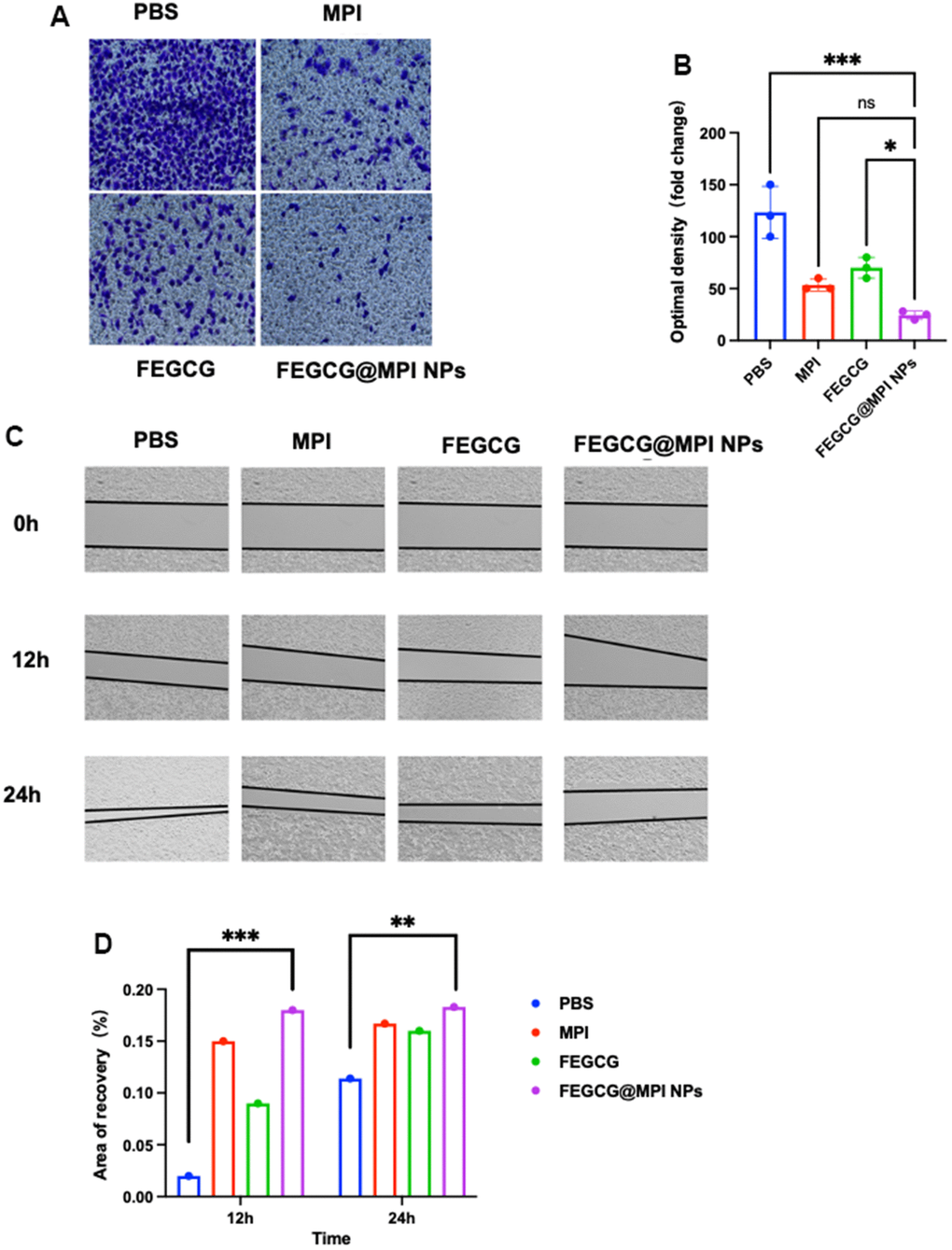 Effect of FEGCG@MPI NPs on invasion and migration of Hep 3B cells. (A) Invasion of Hep3B cells treated with PBS, MPI, FEGCG, FEGCG@MPI NPs. The FEGCG@MPI NPs group had significantly less cell migration than the PBS, MPI and FEGCG groups. (B) Data are presented as the mean ± standard deviation. *P C) Scratch of Hep3B cells treated with PBS, FEGCG, MPI, FEGCG@MPI NPs for 0, 12 and 24 hours respectively. (D) Data are presented as the mean ± standard deviation. *P 