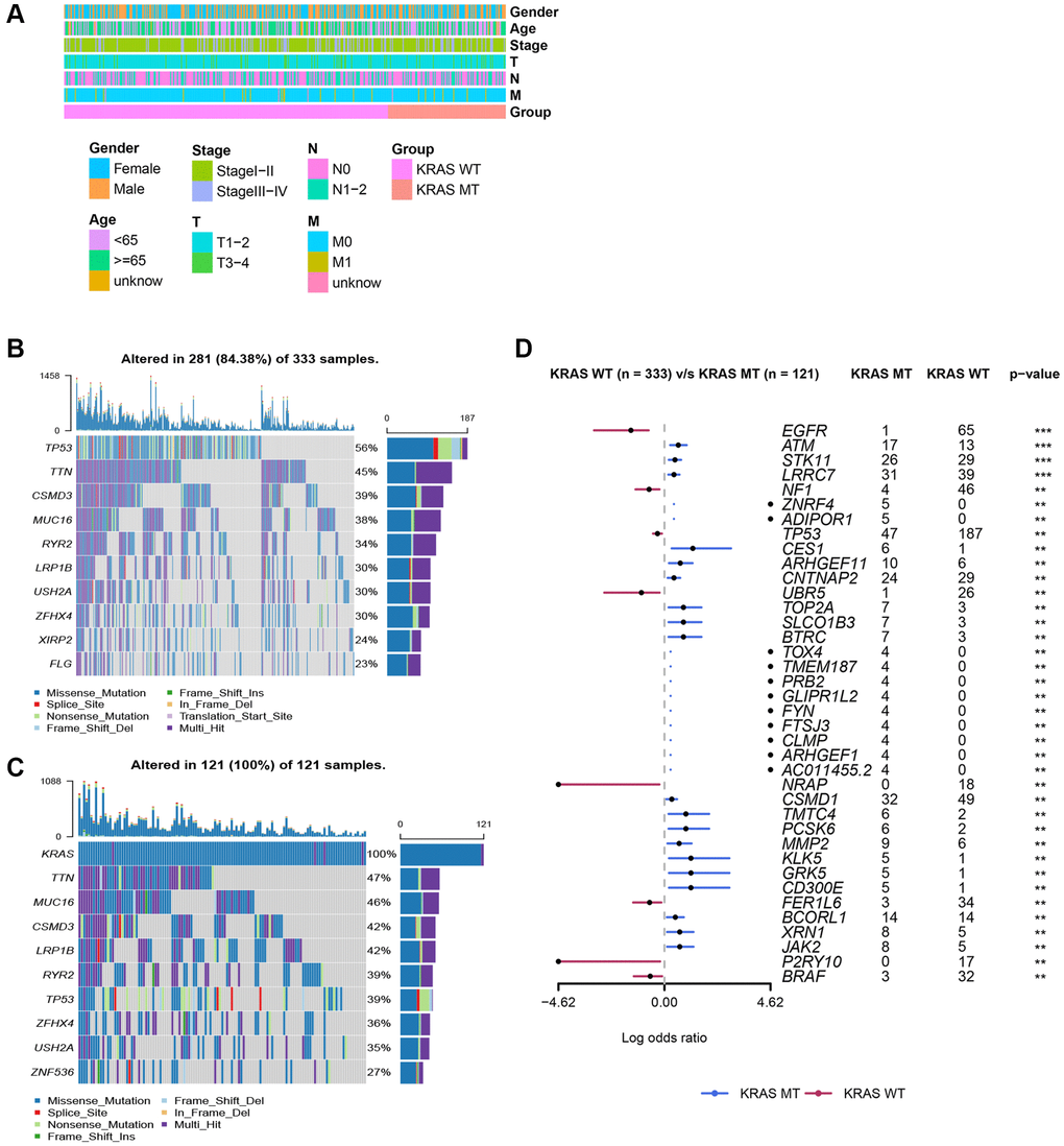 Clinicopathologic features of LUAD and somatic mutation in KRAS-mutated and KRAS-wild groups. (A) The comparison of clinicopathologic features between KRAS-mutated and KRAS-wild groups. (B) The waterfall plot of top 10 mutation genes in KRAS-wild group. (C) The waterfall plot of top 10 mutation genes in KRAS-mutated group. (D) The forest plot of genes with different mutation frequencies between the KRAS-mutated and KRAS-wild groups. (*p **p ***p ****p 