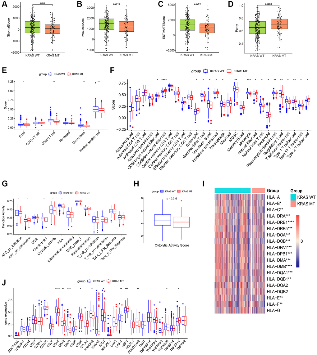 The plots of immune landscape KRAS-mutated and KRAS-wild groups. (A–D) Boxplots of the stromal score, immuno score, ESTIMATE score, and purity score in the 2 groups. (E) Boxplot of TIMER score in the 2 groups. (F) Boxplot of ssGSEA score of 28 immune cells in the 2 groups. (G) Boxplot of ssGSEA score of 13 immune functions in the 2 groups. (H) Boxplot of cytolytic activity score in the 2 groups. (I) Heatmap of expression values of HLA molecules in the 2 groups. (J) Boxplot of expression values of immune checkpoints in the 2 groups. (*p **p ***p ****p 