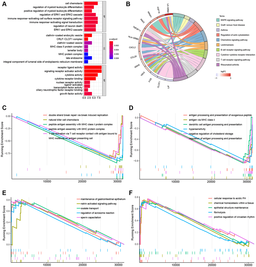 Gene function enrichment analyses and GSEA plots. (A) Barplot of the GO terms. (B) Circle plot of the top 10 KEGG pathways. (C, D) GSEA plots of the suppressed KEGG pathways in the KRAS-mutated group. (E, F) GSEA plots of the activated KEGG pathways in the KRAS-mutated group.