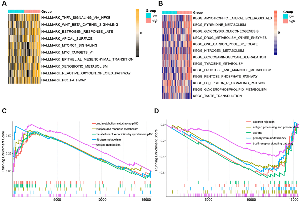 The ssGSEA score and GSEA of hallmark and KEGG pathways in high-risk and low-risk group. (A) The heatmap of ssGSEA score of hallmark pathways. (B) The heatmap of ssGSEA score of KEGG pathways. (C) GSEA plots of the activated KEGG pathways in the high-risk group. (D) GSEA plots of the suppressed KEGG pathways in the high-risk group.