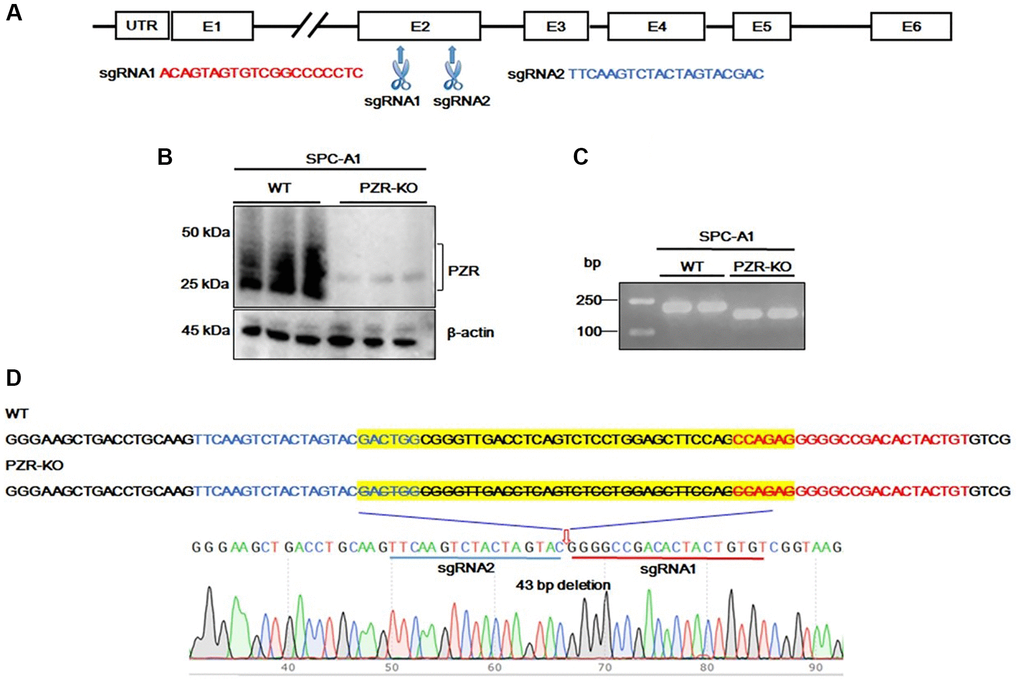Generation of PZR-knockout SPC-A1 cells. (A) Two sgRNAs targeting exon 2 of the MPZL1 gene were designed for CRISPR genome editing. (B) Verification of PZR knockout in SPC-A1 cells by Western blotting using antibodies against PZR and β-actin as indicated. (C) PCR analysis of genomic DNA from wild type and PZR-KO SPC-A1 cells primers Pf. and Pr. surrounding the sgRNA-targeting sites. PCR products were analyzed on 2% agarose and visualized with ethidium bromide. (D) DNA sequencing verification of a 43-bp deletion in PZR-KO SPC-A1 cells. Sequencing was performed from the 3′-side with primer Pr. The position of a 43-bp fragment deletion was marked by a red arrow.