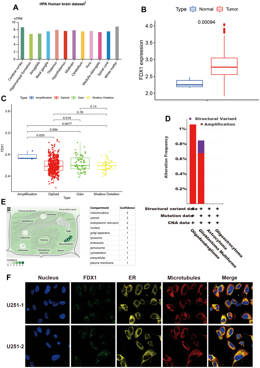 General information regarding FDX1. (A) Expression distribution of FDX1 in brain tissue. (B) FDX1 expression is higher in the tumor tissue than in normal tissue. (C) Comparison of FDX1 expression among different copy number variations. (D) FDX1 alteration frequency by glioma subtype. (E) Subcellular location of FDX1. (F) Immunofluorescence images of FDX1 protein, nucleus, endoplasmic reticulum, microtubules, and merged images in U251 cells.