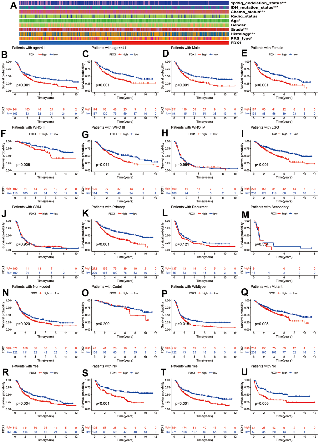 Correlation of FDX1 with clinical characteristics. (A) Clinical characteristics in high- and low-FDX1 expression groups. (B–U) Stratified analysis of correlation of FDX1 with prognosis in different groups: age (> 41 vs. ≤41), gender (male vs. female), WHO stage (II, III, and IV), histology (LGG vs. GBM), tumor type (primary, recurrent, and secondary), 1p19q codeletion status (non-codeletion vs. codeletion), IDH mutation status (wildtype vs. mutant), and receipt of radiotherapy and chemotherapy (yes vs. no).