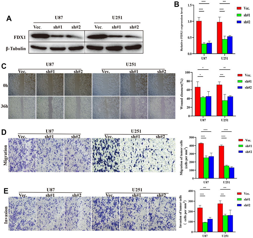 FDX1 silencing inhibits the progression of glioma. (A) Western blot of FDX1 expression in endogenous FDX1-knockdown U87 and U251 cell lines. (B) qRT-PCR indicating FDX1 knockout in U87 and U251 cell lines. (C) Scratch assay showing that FDX1 silencing inhibits migration ability. (D, E) Transwell assay indicating that FDX1 silencing suppresses migration and invasion ability in glioma cells.