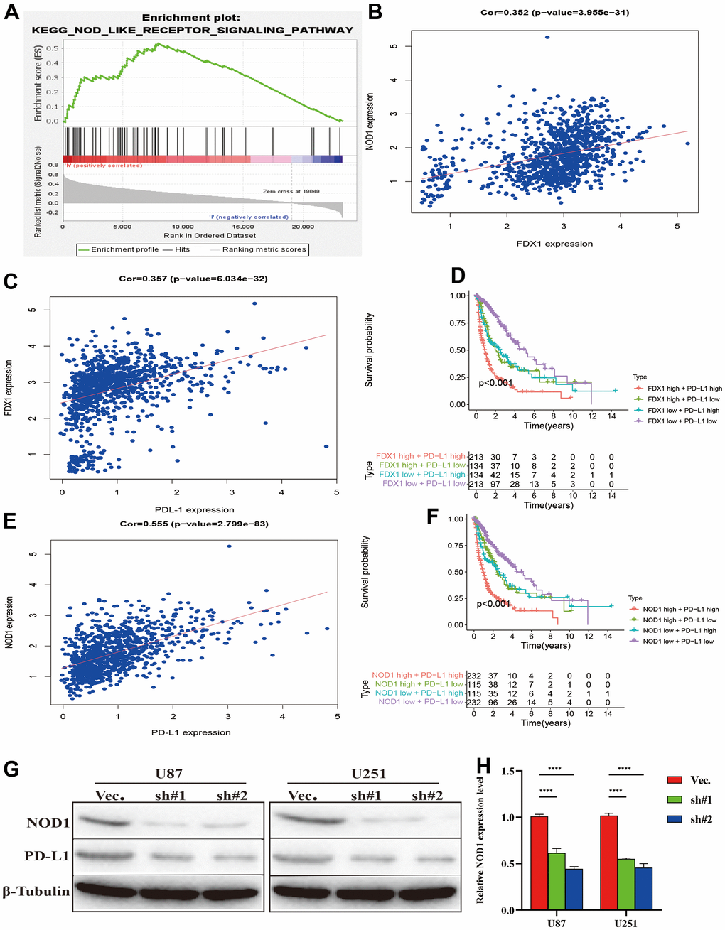 Silencing FDX1 inhibits PD-L1 expression. (A) GSEA indicates that the NOD-like receptor signaling pathway is positively enriched with high FDX1 expression. (B, C) FDX1 expression is positively associated with NOD1 and PD-L1. (D) FDX1 and PDL1 co-expression confers poorest survival outcomes. (E) NOD1 expression is positively associated with PD-L1. (F) NOD1 and PDL1 co-expression confers the poorest survival outcomes. (G) Western blot indicates that NOD1 and PD-L1 are inhibited after FDX1 silencing. (H) qRT-PCR shows low NOD1 expression after FDX1 silencing.