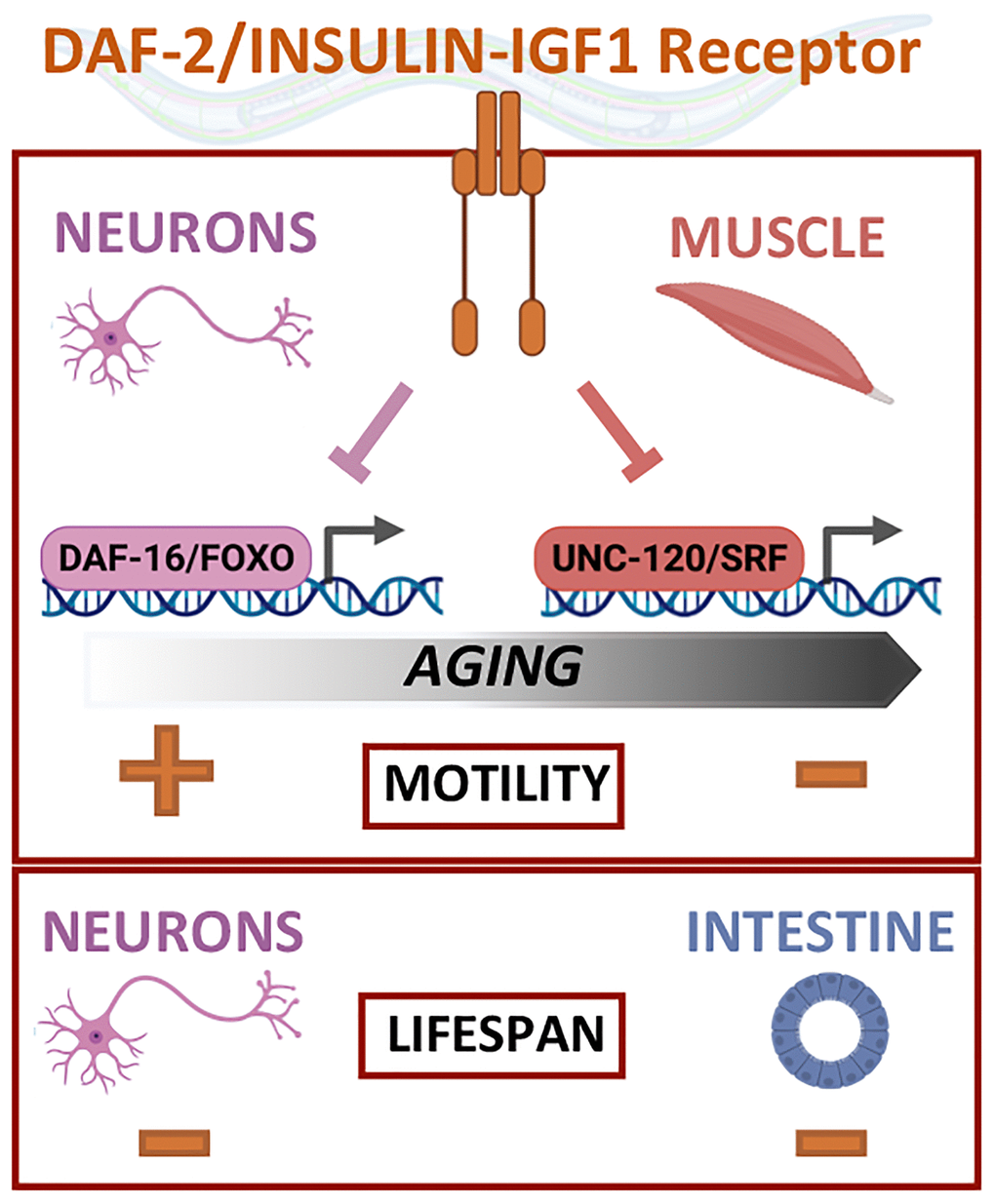 Regulation of lifespan and mobility by the DAF-2/insulin IGF-1 receptor relies on tissue-specific activities and effectors.