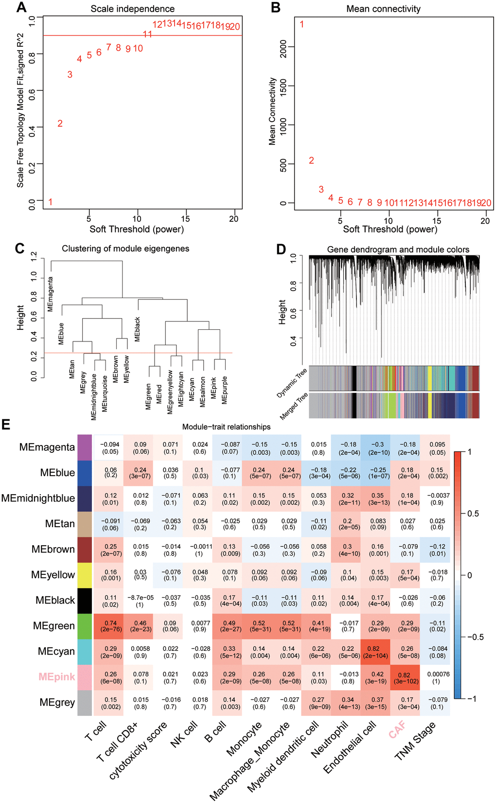 Sample clustering and identification of CAFs-related module eigengenes (MEs) based on TCGA-LUAD. (A, B) Analysis of the average connectivity of 1-20 soft threshold power. (C) Gene clustering dendrogram containing 17 MEs. (D) Merged gene clustering dendrogram containing 11 MEs. (E) A heatmap showing module-trait relationships. Each row and each column correspond to a module eigengene and immune/stromal cells, respectively.