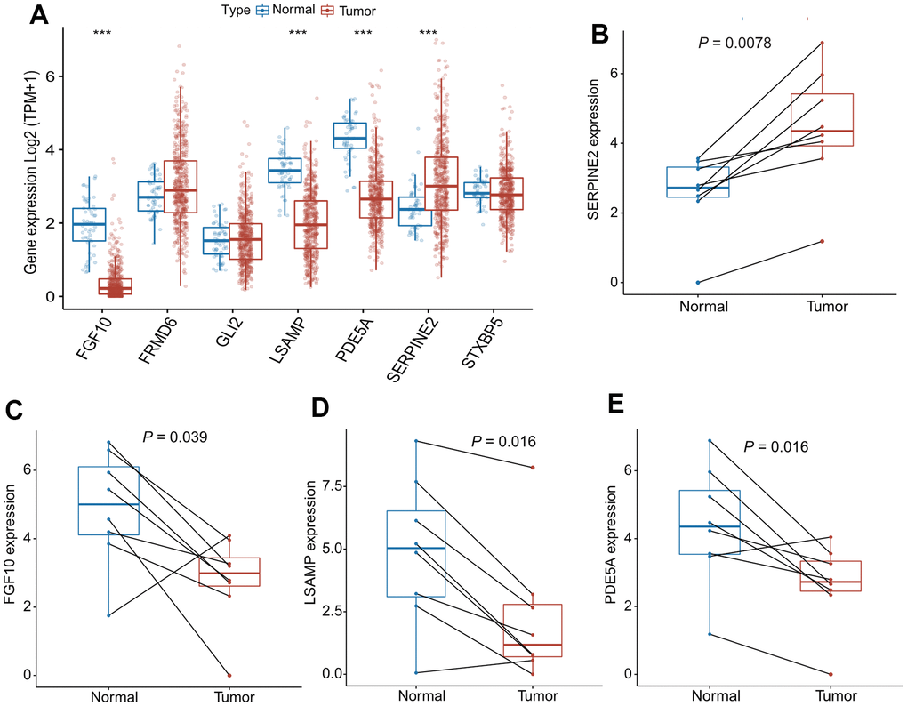 mRNA expression of SERPINE2, FGF10, LSAMP, PDE5A in paired lung cancer tissues. (A) The bar plots showing expression levels of seven genes composing the CAFRS from TCGA- LUAD. The asterisks represent the statistical P values (***P B–E) Paired dot plots show four differentially expressed genes composing the CAFRS, further detected by qRT-PCR in paired lung cancer tissues. (***P 