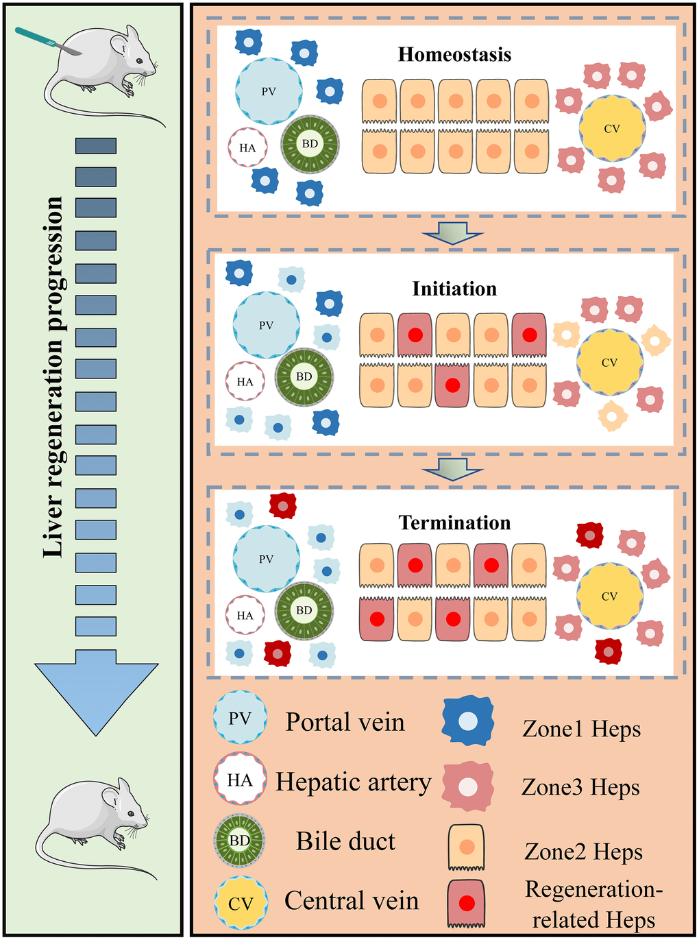 Regional characteristics of live regeneration-related hepatocytes during acute liver injury. The left panel of our study demonstrates the process of liver regeneration following PHx. The surgical resection of liver tissue triggers the rapid re-entry of remnant hepatocytes into the regeneration state. The right panel summarizes the zonal variation in regeneration-related hepatocytes during acute liver injury (AIL). Under homeostatic conditions, hepatocytes in different zones remain in a quiescent state. Portal vein (PV) and central vein (CV) hepatocytes are located at both ends of the hepatic lobules and exhibit distinct spatial gene expression patterns. However, during liver damage, newborn hepatocytes initiate in the midlobular regions before progressing towards the periportal and pericentral areas. At the same time, zonal differences in PV and CV hepatocyte gene expression decrease as hepatocytes respond to the regenerative challenge (hepatocytes with blue and yellow dim out). During the termination phase, newborn hepatocytes repopulate different regions, leading to the recovery of liver function.