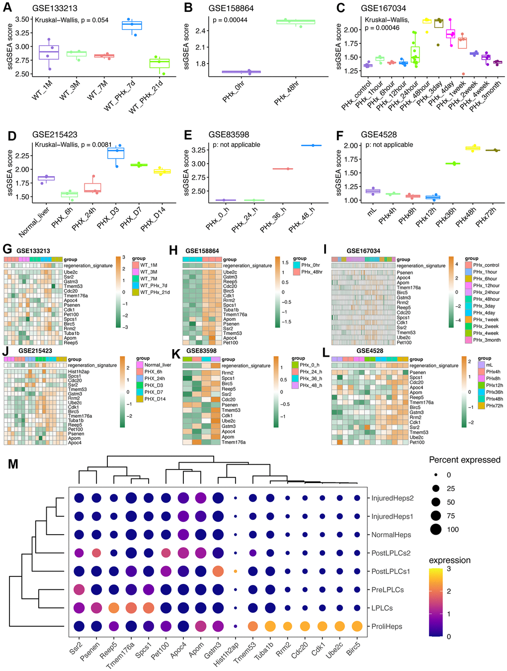 Validation of the regeneration-related signature in external datasets related to PHx. (A) Regeneration-related signature score in the GSE133213 dataset. WT: wild-type mouse. (B) Regeneration-related signature score in the GSE158864 dataset. The data only contained samples at 0-hour and 48-hour after PHx. (C) Regeneration-related signature score in the GSE167034 dataset related to multiple timepoints after PHx surgery. (D) Regeneration-related signature score in the GSE215423 dataset containing samples at 6h, 24h, Day3, Day7 and Day14 after PHx in mice. (E) Regeneration-related signature score in the GSE83598 dataset. Each timepoint after PHx only had one sample. (F) Regeneration-related signature score in the GSE4528 dataset. (G) Expression levels of 17 feature genes in GSE133213 dataset. (H) Expression levels of 17 feature genes in GSE158864 dataset. (I) Expression levels of 17 feature genes in GSE167034 dataset. (J) Expression levels of 17 feature genes in GSE215423 dataset. (K) Expression levels of 17 feature genes in GSE83598 dataset. (L) Expression levels of 17 feature genes in GSE4528 dataset. Undetected genes were not showed. (M) Dot plot revealing the expression levels of 17 genes in DDC model from GSE212692 dataset. LPLC: liver progenitor-like cells; DDC: 3,5-diethoxycarbonyl-1,4-dihydrocollidin.