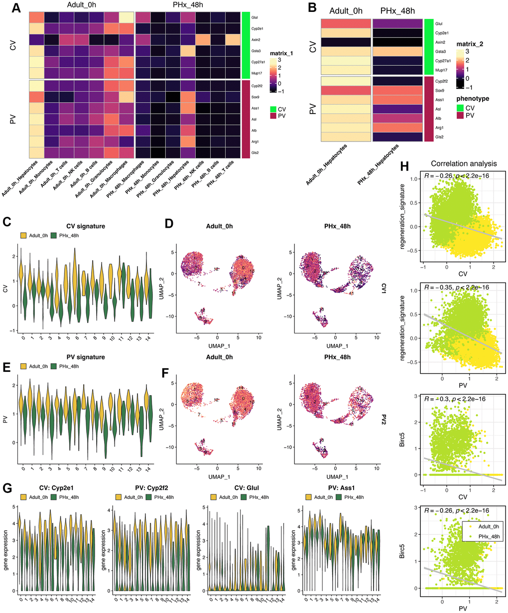 Characteristics of liver zonation in mice after PHx. (A) Expression levels of liver zonation genes across all cell types at PHx 0h and PHx 48h groups. PV: periportal vein area; CV: pericentral vein area. (B) Expression levels of liver zonation genes in hepatocytes with the comparison between the PHx 0h group and the PHx 48h group. (C) Violin plot shows the CV signature score in all 15 hepatocytes clusters. (D) Distribution of the CV signature score in all 15 hepatocytes clusters. The CV signature score was calculated using “addmodule” function in seurat package. (E) Violin plot shows the PV signature score in all 15 hepatocytes clusters. (F) Distribution of the PV signature score in all 15 hepatocytes clusters. The PV signature score was calculated using “addmodule” function in seurat package. (G) Expression levels of Cyp2e1, Cyp2f2, Glul and Ass1, which were typical biomarkers of PV or CV, in all hepatocyte clusters. Yellow indicates the PHx 0h group while Green indicates the PHx 48h group. (H) Correlation analyses among regeneration signature, CV signature, PV signature and Birc5 gene in all single hepatocyte cells from both PHx 0h and 48h groups.