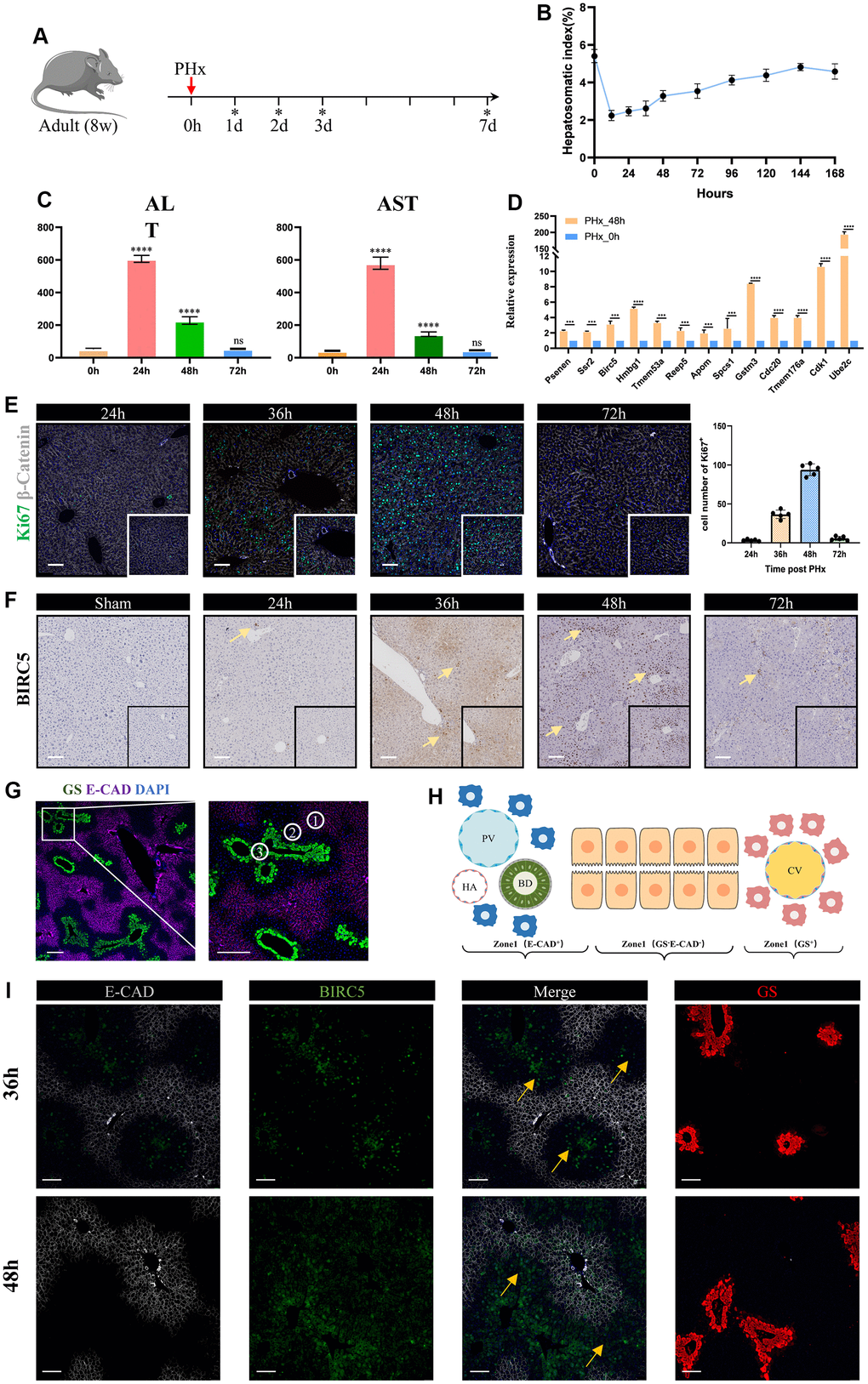 Validation of liver regeneration-related signature post PHx. (A) A schematic of experimental design procedure: Mice underwent surgical resection. Ticks show the time point when mice were sacrificed. Liver tissues are harvested at 24h, 36h, 48h, 72h and 7days. (B) Time curve showed the liver-to-body weight of remanent liver after PHx. Data are mean±sd, ****pC) The levels of serum indicate that liver mass return to normal function after 3days post PHx. (D) Relative expression levels of liver regeneration-related genes in hepatocytes between the PHx 0h group and the PHx 48h group. Data are “mean±sd”, ***pE) Representative immunofluorescence shows multiplication capacity of hepatocytes at different time point post PHx, Ki67 (green), β-catenin (gray), DAPI (blue), Scale bar=100μm. Graphical representation indicates that the 36–48-hour time period represents an active mitotic phase. (F) We performed immunohistochemical imaging to evaluate the expression of Birc5 in both post-PHx and Sham livers. The significantly expressed hepatocytes were indicated by yellow arrows, scale bar=100μm. (G) Co-staining of zonal specific markers during homeostasis. Glul, which encodes glutamine synthetase (GS), was exclusively expressed in pericentral hepatocytes, while Cdh1, which encodes E-cadherin, was expressed only in periportal hepatocytes. (H) schematic of liver zonation. (I) Spatial distribution of Bircs5 following PHx at 36h and 48h revealed that liver regeneration-related hepatocytes primarily initiated in zone 2 before proceeding to other regions.