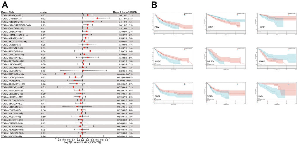 The relationship between CLDN5 expression and cancer patients' OS. (A) A forest plot of CLDN5 hazard ratios in 33 multiple cancers. (B) Kaplan-Meier survival curves of OS for patients groups defined by CLDN5 expression in GBM, KIRP, COADREAD, STAD, KIRC, LUSC, BLCA, MESO, UVM, PAAD, PCPG, and KICH.
