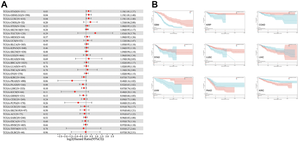 The relationship between CLDN5 expression and cancer patients' DSS. (A) A forest plot of CLDN5 hazard ratios in 33 multiple cancers. (B) Kaplan-Meier survival curves of DSS for patients groups defined by CLDN5 expression in GBM, KIRP, COAD, STAD, LUSC, LIHC, UVM, PAAD, and KIRC.