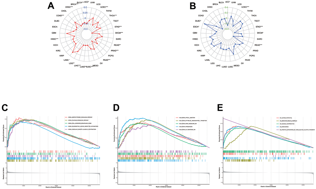 The association between CLDN5 among TMB levels (A) and MSI (B). (C–E) KEGG, Hallmark, and Go analysis of CLDN5 in STAD. (C) KEGG analysis of CLDN5 in STAD. (D) Hallmark analysis of CLDN5 in STAD. (E) GO analysis of CLDN5 in STAD.