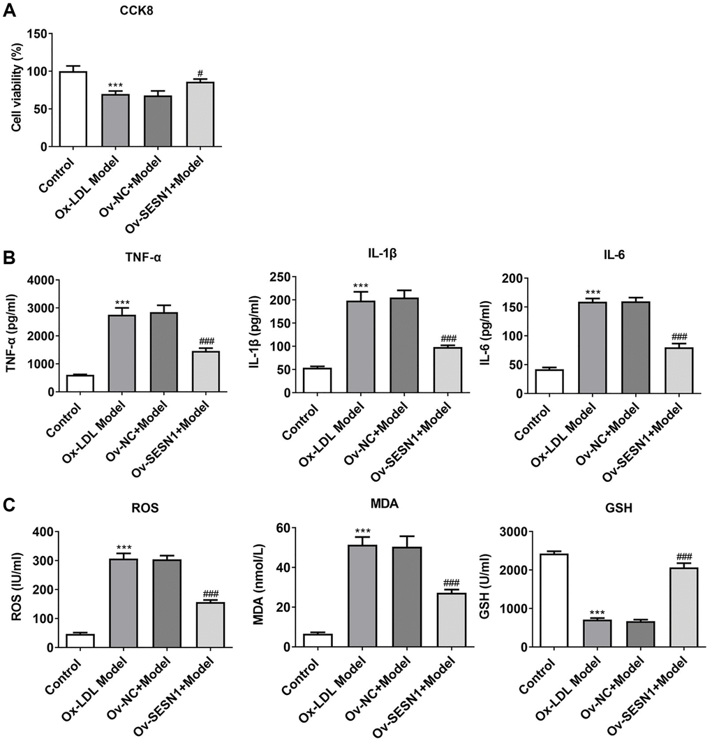 Overexpression of SESN1 increased cell activity and inhibited cellular inflammation and oxidative stress responses in ox-LDL-induced HUVECs. (A) CCK8 was used to detect the cell activity. (B) ELISA was used to detect the levels of inflammatory factors in cells. (C) The kits were used to detect the expression of oxidative stress-related factors ROS, MDA and GSH. ***P #P ###p 