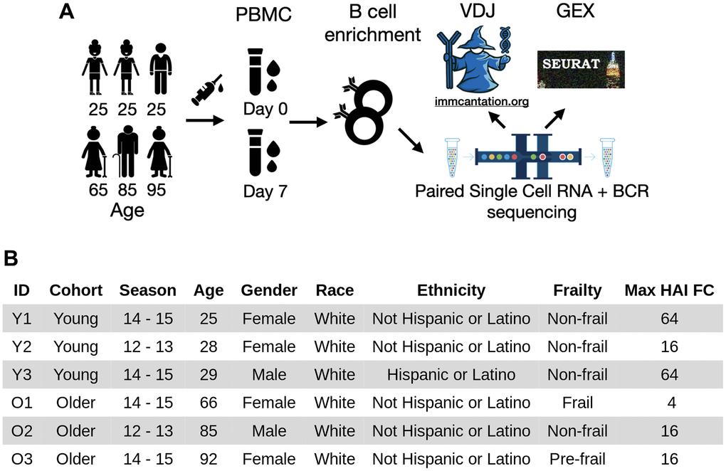 Experimental workflow and subject demographics. (A) PBMC samples were collected from three young and three older adults (midpoint of the age range shown) before and seven days after vaccination. The samples were negatively enriched for B cells. Paired single-cell RNA and B-cell receptor sequencing were then performed. The resulting heavy and light V(D)J sequences were analyzed by immcantation, and gene expression data were analyzed using Seurat. (B) Demographic information of the six subjects. The subjects were selected based on at least 4-fold increase in hemagglutination inhibition titers of at least one vaccine strain at day seven.
