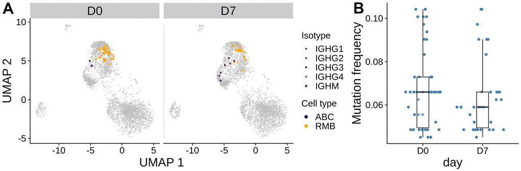 The largest persistent clone in the oldest subject O3. (A) The cells from the large persistent clone from the oldest subject are highlighted on the gene expression UMAP plot. The color indicates the cell type. The clone consists of only IgG cells. (B) Mutation frequency in the heavy chain V-segment of the cells within the clone between days was visualized in the box plot. No significant difference between days was observed by the Wilcoxon rank-sum test.