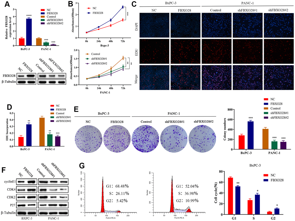 FBXO28 overexpression increases pancreatic cancer cell proliferation. (A) Lentiviral transfection to form stable cells (negative control [NC], FBXO28, Control, shFBXO28#1, shFBXO28#2) and qRT-PCR and western blot to verify transfection effectiveness. (B–E) Cell Counting Kit-8 (CCK-8), EdU, and clone plate experiments were used to identify the capacity of FBXO28 for cell proliferation and formation in pancreatic cancer cells. (F, G). **P 