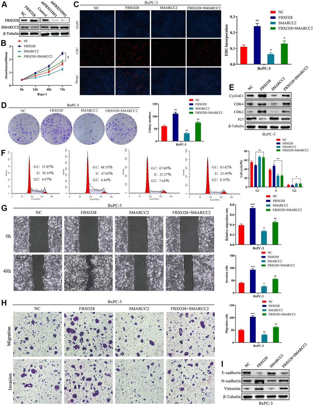 SMARCC2 upregulation reverses the effect of FBXO28 overexpression. (A) Western blot analysis demonstrating that SMARCC2 expression is lower in cells overexpressing FBXO28 and higher after FBXO28 knockdown. (B–D) Cell Counting Kit-8 (CCK-8), EdU, and clone plate assays showing that SMARCC2 upregulation inhibits proliferation of FBXO28 overexpression-induced BxPC-3 cells. (E, F) Western blot and flow cytometry revealing that SMARCC2 upregulation inhibits FBXO28 overexpression-induced BxPC-3 cell cycle. (G, H) SMARCC2 upregulation inhibited FBXO28 overexpression-induced BxPC-3 cell invasion and migration. (I) Western blot to observe the changes in epithelial-mesenchymal transition (EMT)-related proteins in each group following SMARCC2 overexpression. *P 