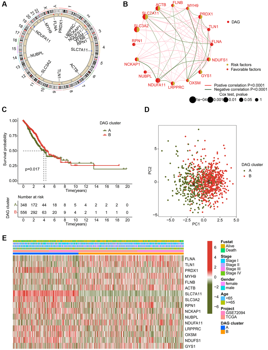 Generation of DAG-based molecular subtypes. (A) Location of DAG in chromosome. (B) Analysis of correlation and prognostic value of DAG in LUAD. (C) Clinical survival prognosis curve. (D) Unsupervised PCA of LUAD samples in DAG-based molecular subtypes. (E) Relationship of DAG expression and clinical variables (survival status, age, stage and gender) in DAG-based molecular subtypes.