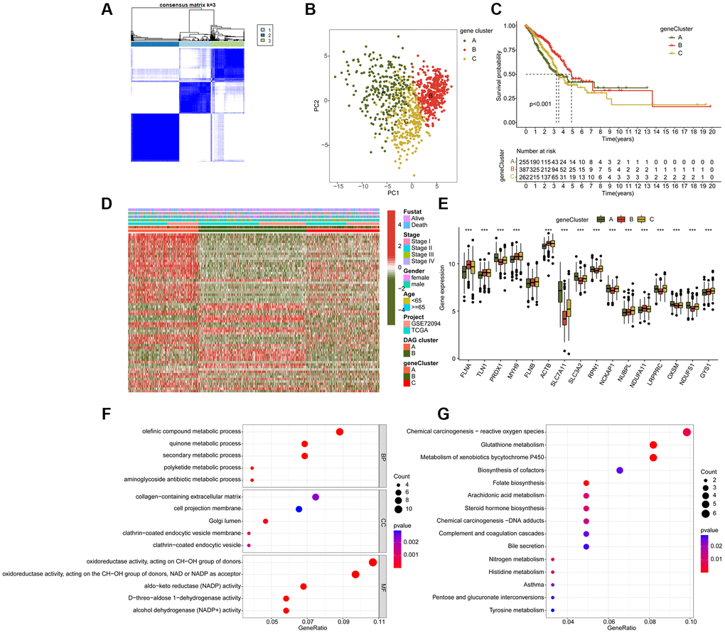 Molecular characteristic of DAG-related gene-cluster subtypes in LUAD. (A) Identification of DAG-related gene-cluster subtypes. (B) Unsupervised PCA analysis of gene-cluster A, B and C. (C) Clinical prognosis analysis of LUAD in gene-cluster A, B, and C. (D) Comprehensive analysis of DAG-related DEGs in gene-cluster, DAG cluster and clinical variables. (E) The expression of DAG in gene-cluster A, B and C. (F, G) GO and KEGG enrichment analysis of DAG-related DEGs.