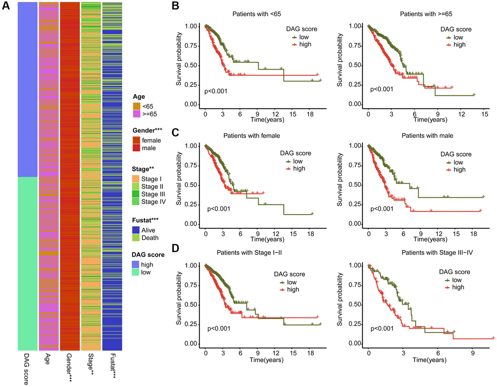 Association analysis of DAG score and clinical variables. (A) Heatmap diagram shows the DAG score distribution in the different clinicopathological characteristics. (B–D) Clinical prognosis analysis of LUAD samples with low- and high DAG score among age, gender and stage.