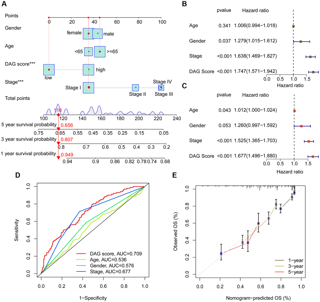 Nomogram establishment and independent prognosis analysis. (A) Nomogram construction of DAG score and clinical variables. (B, C) The analysis of univariate and multivariate Cox analysis to evaluate independence of DAG score and clinicopathological features. (D) ROC curve analysis shows the AUC of DAG score, age, gender and stage. (E) Correction curve for survival prediction.