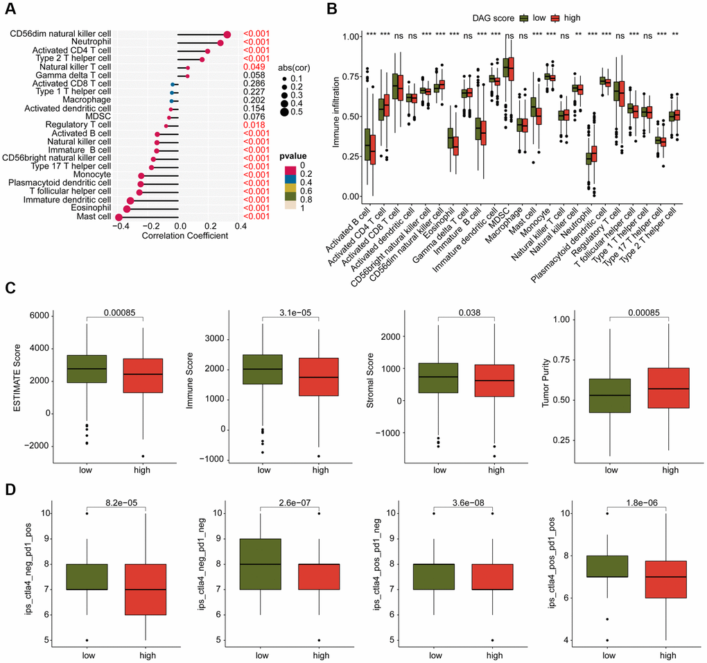 Analysis of immune infiltration and immunotherapy response in DAG score subtypes. (A) Correlation analysis of DAG score and immune infiltration. (B) The proportion of 23 immune cells in the DAG score subtypes. (C) Immune status estimation. (D) Immunotherapy response analysis of DAG score subtypes.