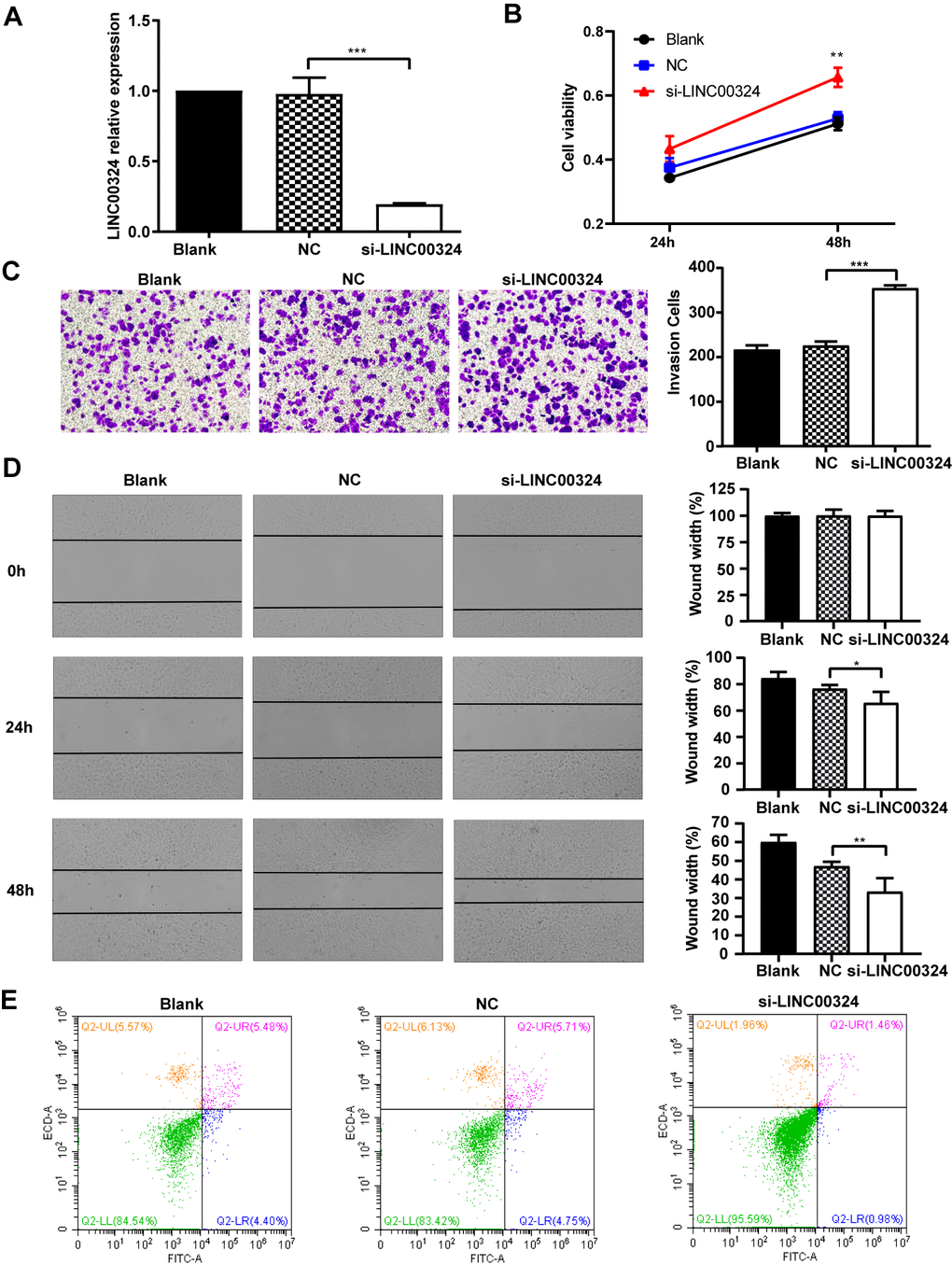 LINC00324 knockdown promotes the proliferative ability of MCF-7 cells. (A) qRT-PCR assays for LINC00324 levels in MCF-7 cells transfected with siRNA targeting LINC00324. (B) MCF-7 cells proliferation was detected by MTT assay after LINC00324 knockdown. (C) Transwell assays performed with MCF-7 cells transfected with LINC00324 siRNA or with negative control siRNA. (D) Wound healing assay was performed to determine the migration ability of MCF-7 cells after being transfected with LINC00324 siRNA or with negative control siRNA. (E) Flow cytometry analysis of the percentage of apoptotic MCF-7 cells with LINC00324 knocked-down. * P P P A, B), or are representative of three independent experiments with similar results (C–E).