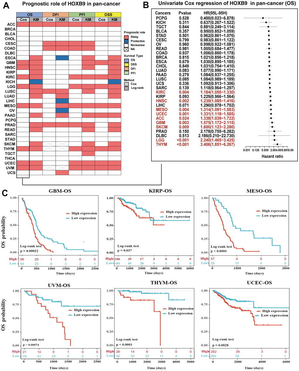 Prognostic value of HOXB9 in pan-cancer. (A) Summary of the correlation between expression of HOXB9 with overall survival (OS), disease-specific survival (DSS), disease-free interval (DFI), and progression-free interval (PFI) based on the univariate Cox regression and Kaplan-Meier models. Red indicates that HOXB9 is a risk factor affecting the prognosis of cancer patients, and blue represents a protective factor. (B) The forest map exhibited the prognostic role of HOXB9 in OS in cancers by the univariate Cox regression method. (C) Kaplan-Meier curves comparing overall survival probability in GBM, KIRP, MESO, UVM, THYM, and UCEC cohorts with high and low HOXB9 expression.