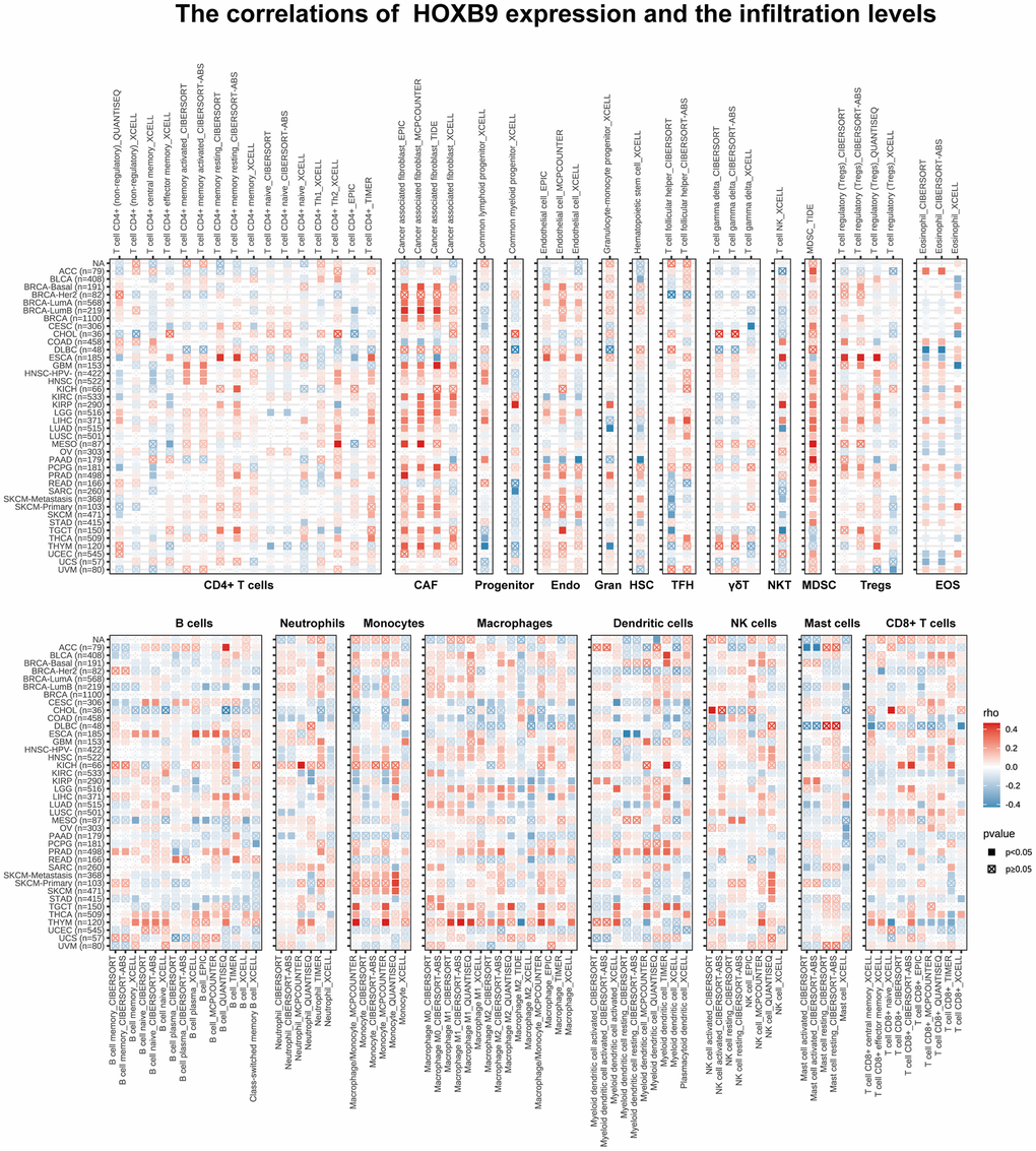 Immune cell infiltration analysis. The correlations of HOXB9 expression and the infiltration levels of CD4+ T cells, CAF, progenitor, Endo, Gran, HSC, TFH, γδT, NKT, MDSC, Tregs, EOS, B cells, Neutrophils, Macrophages, Dendritic cells, NK cells, Mast cells and CD8+ T cells in various cancers. Positive correlation in red and negative correlation in blue.