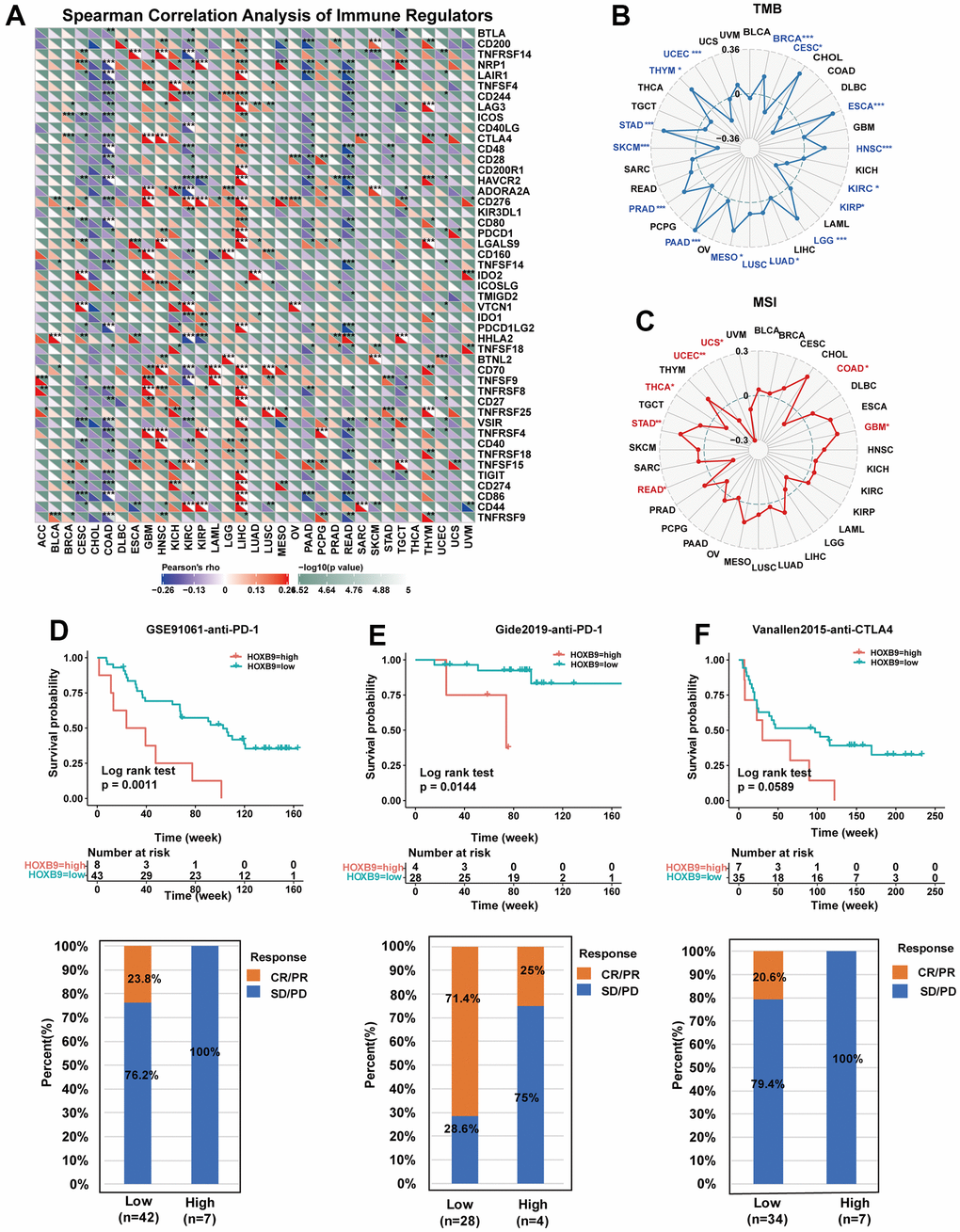 Correlation between HOXB9 and immune regulators, TMB, and MSI. (A) The Spearman correlation heatmap depicts the correlations between the HOXB9 expressions and the different types of immune regulators in pan-cancer. A positive correlation is represented by red, while a negative correlation is represented by blue. (B) Radar map of the correlation between HOXB9 expression and the TMB in pan-cancer. (C) Radar map of the correlation between HOXB9 expression and MSI in pan-cancer. (D) Kaplan-Meier curves for low- and high-HOXB9 patient groups in GSE91061 (anti-PD-1 therapy), and the fraction of melanoma patients responding to anti-PD-1 therapy in low- and high-HOXB9 subgroups of GSE91061. (E) Kaplan-Meier curves for low- and high-HOXB9 patient groups in the Gide2019 cohort (anti-PD-1 and anti-CTLA4 therapy), and the fraction of melanoma tumors patients with response to a combination of anti-PD-1 and anti-CTLA4 therapy in low- and high-HOXB9 subgroups of Gide2019 cohort. (F) Kaplan-Meier curves for low- and high-HOXB9 expression groups from the Vanallen2015 cohort receiving anti-CTLA4 immunotherapy, and proportion of patients with therapeutic response to anti-CTLA4 blockade immunotherapy in low- and high-HOXB9 expression Vanallen2015 cohorts. *P P P 