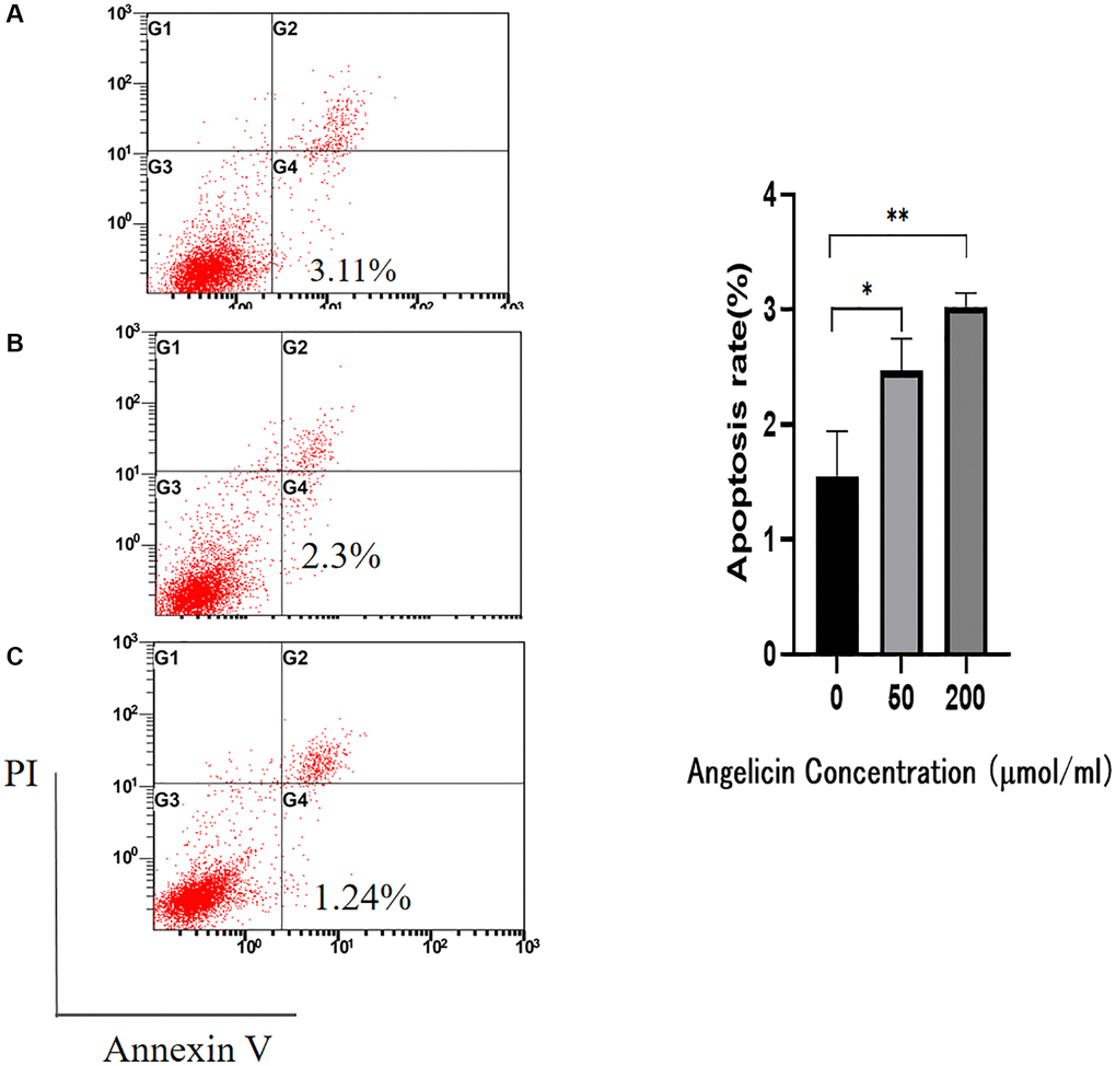 Flow cytometry. Angelicin promotes apoptosis in osteosarcoma MG63 cells. The apoptosis rate of osteosarcoma MG63 cells was measured after 24 h of culture with media containing different concentrations of angelicin (A) 0 μmol/ml, (B) 50 μmol/ml, and (C) 200 μmol/ml). The results of quantitative analysis are shown as the mean ± S.D. of three independent experiments. *Significant difference compared to the control group: p **p 