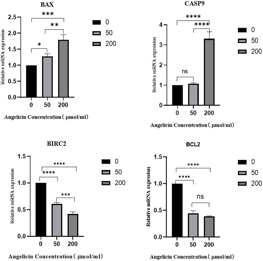 The effect of angelicin on the expression of hub target genes in osteosarcoma MG63 cells. The mRNA expression of the hub genes in osteosarcoma MG63 cells was measured after 24 h of culture with media containing different concentrations (0 μmol/ml, 50 μmol/ml, or 200 μmol/ml) of angelicin; (A) BAX, (B) Casp9, (C) BIRC2, (D) Bcl2; ns (No significance): No statistically significant difference between the two groups. When P *the difference between the two groups is statistically significant. *P **P ***P ****P 