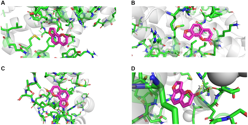 Molecular docking results of angelicin and hub genes. (A) Bcl 2 free energy: −6.2 kcal/mol. (B) BAX free energy: −5.7 kcal/mol. (C) BIRC 2 free energy: −5.3 kcal/mol. (D) Casp9 free energy: -5.8 kcal/mol).