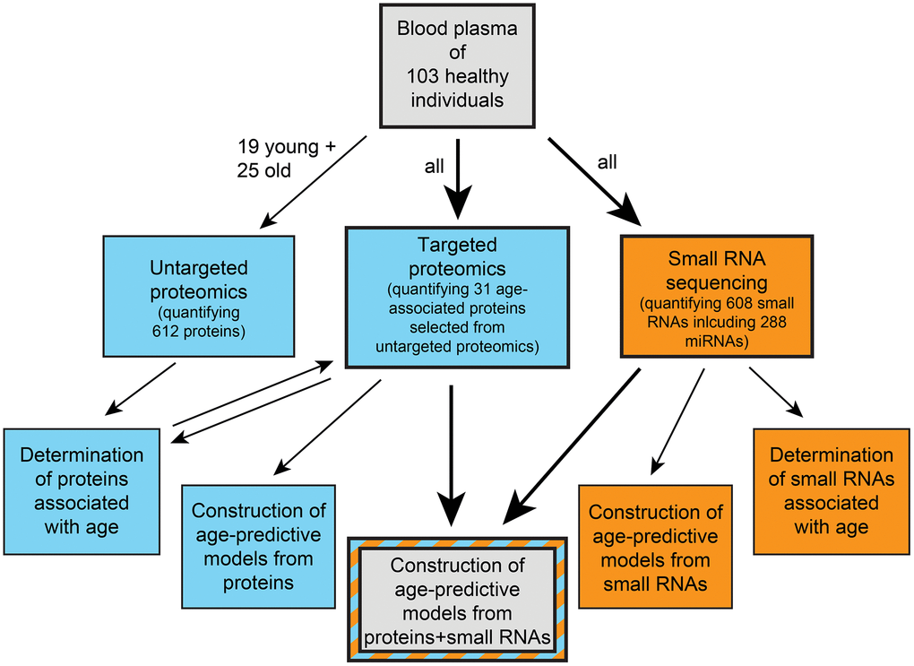 Schematic overview of our study. Blue indicates proteomics-based work and orange indicates small RNA-based work.