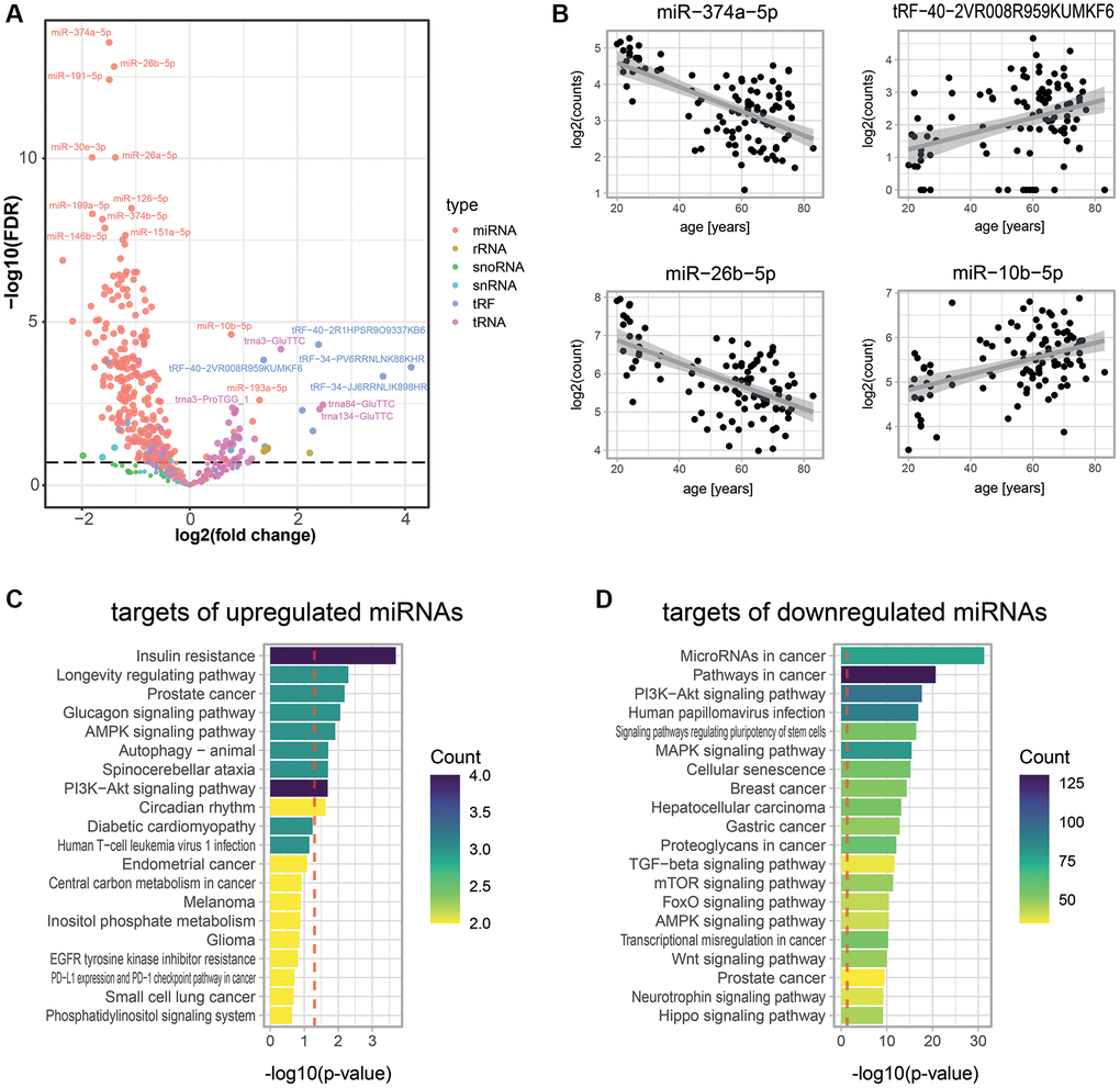 Age-associated small RNAs in blood plasma. (A) Age-dependent changes for 608 small RNAs as measured by Small-seq in 103 individuals. A negative binomial model was fitted for each RNA using DESeq2 [79]. The volcano plot shows log2 fold changes in expression between young and old individuals on the x-axis and log10 p-values of BH FDR-corrected Wald tests on the y-axis. The former was obtained by multiplying the log2 fold change in small RNA expression for 1 year (i.e., the estimate of the model) with the mean age difference between individuals from the young and old age groups of the untargeted proteomics experiments (i.e., 44.8 years). (B) Examples of scatter plots for four small RNAs detected as age-associated. (C, D) KEGG pathway enrichment analysis for predicted targets of significantly up- (C) and down- (D) regulated miRNAs. A robust analytic approach (see Methods) allowed us to select 22 and 2,159 miRNA targets that were up- and down-regulated with age, respectively. The set of all 26,194 human transcripts present in the multiMIR database was used as a background to compute the significance of age-association. The gprofiler2 R package was used to compute enrichment, and p-values were corrected using the gSCS correction method [85]. Colors show the number of targets of our age-associated miRNAs that are attributed to these pathways.