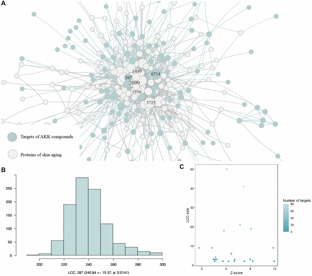 The proteins of the AAK compounds were congregated in the feature-specific adjacent region of skin aging proteins interactome. (A) AAK compound proteins congregated in feature-specific adjacent region of skin aging proteins interactome; (B) The random expectation of the LCC size indicates that the observed skin aging LCC; (C) Size of the LCC formed by the targets of each AAK compound in the skin aging protein interactome and the corresponding significance (|Z-score|).